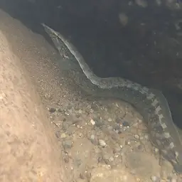 Banded Spiny Eel, photo 2