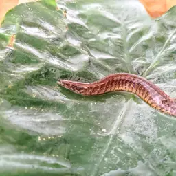 Banded Spiny Eel
