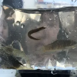 Banded Spiny Eel, photo 3