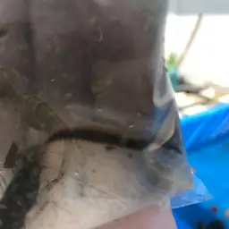 Banded Spiny Eel, photo 4