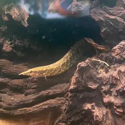 Banded Spiny Eel, photo 5
