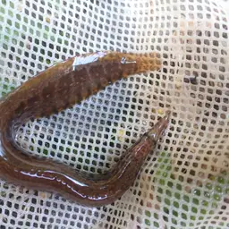 Banded Spiny Eel, photo 6