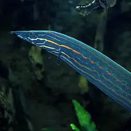 Fire Eel, photo 1