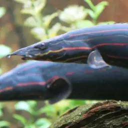 Fire Eel, photo 2