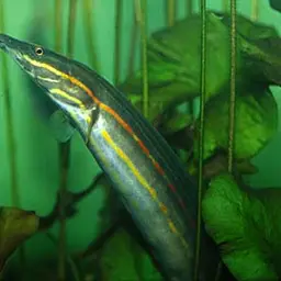 Fire Eel, photo 3