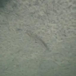 Fire Eel, photo 4