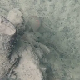 Fire Eel, photo 5