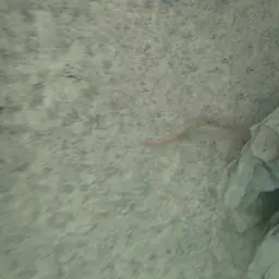 Fire Eel, photo 6