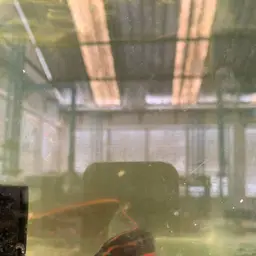 Fire Eel, photo 8