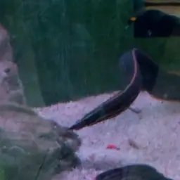 Fire Eel, photo 9