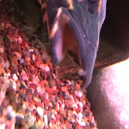 Fire Eel, photo 10