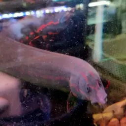 Fire Eel, photo 11
