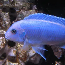 Cobalt Blue