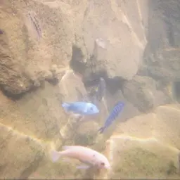 Cobalt Blue, photo 10