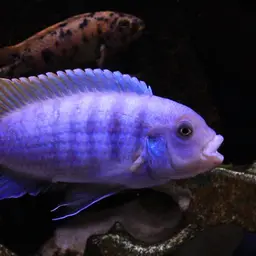 Greshakei