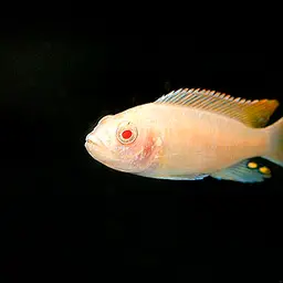 Greshakei, photo 2