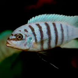 Zebra Malawi Cichlid, photo 2