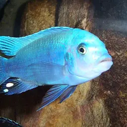 Zebra Malawi Cichlid, photo 3