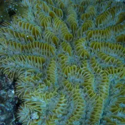 Maze Coral, photo 2