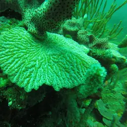 Maze Coral, photo 3