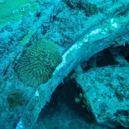 Maze Coral, photo 4