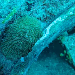 Maze Coral, photo 5