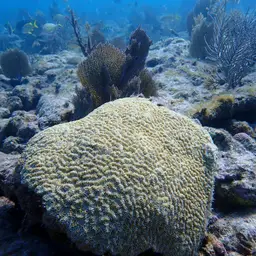 Maze Coral, photo 1