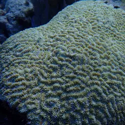 Maze Coral, photo 6