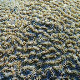 Maze Coral, photo 7
