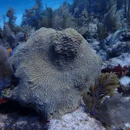 Maze Coral, photo 8