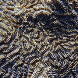 Maze Coral, photo 9