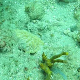 Maze Coral, photo 10