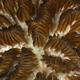 Maze Coral, photo 11