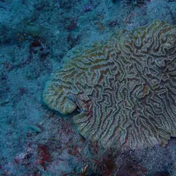 Maze Coral, photo 12
