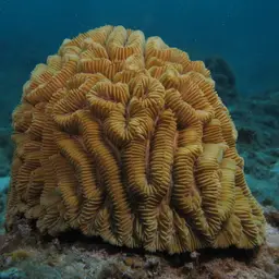 Fungus Coral, photo 1