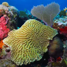 Fungus Coral, photo 2