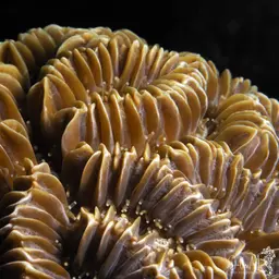 Fungus Coral, photo 3