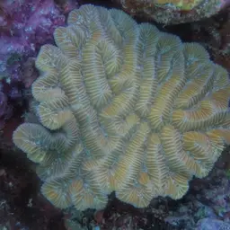 Fungus Coral, photo 4