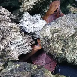Fungus Coral, photo 5