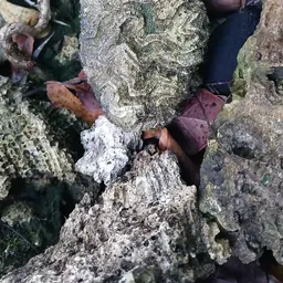 Fungus Coral, photo 6