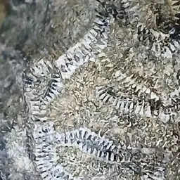 Fungus Coral, photo 7