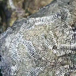 Fungus Coral, photo 8