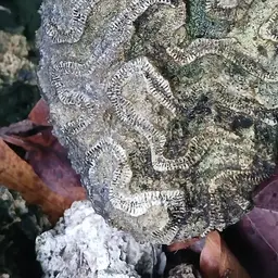 Fungus Coral, photo 9
