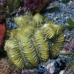 Fungus Coral, photo 10