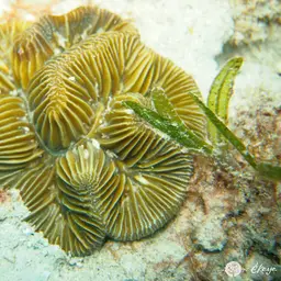 Fungus Coral, photo 11