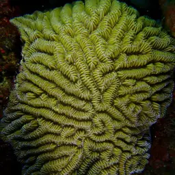Fungus Coral, photo 12