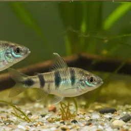 Mediterranean Killifish, photo 9