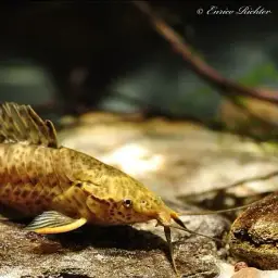 Hoplo catfish, photo 2
