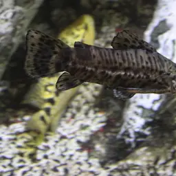 Hoplo catfish, photo 4