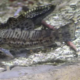 Hoplo catfish, photo 5